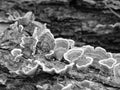 A B&W close-up of brown-yellow-white Rot Bark Mushrooms on a fallen tree